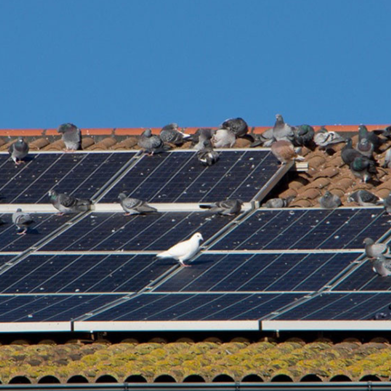 Why Do Solar Systems Need Bird Repellent?